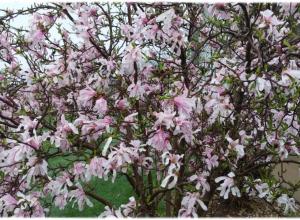 Godly Living Can Cure our Culture