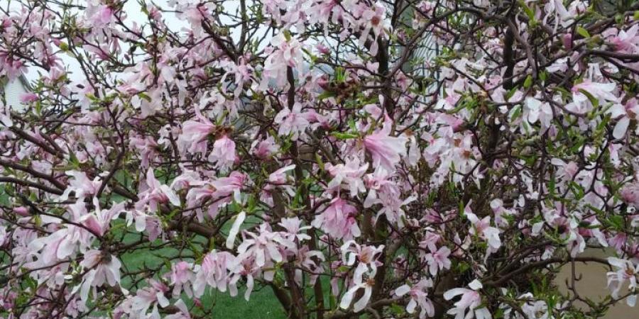 Godly Living Can Cure our Culture